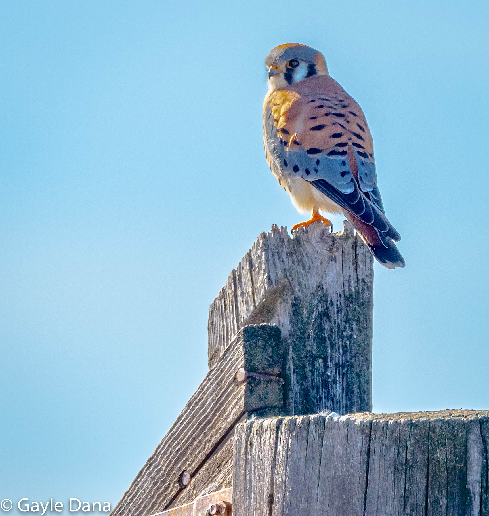 American Kestral